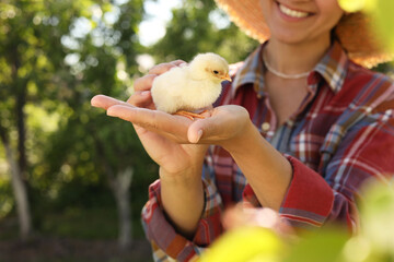 Wall Mural - Woman with cute chick outdoors, closeup. Baby animal