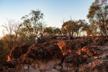 Wall Mural - Sunset over Baldy Knob, Quilpie, Queensland