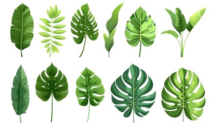 Set of tropical leaves. Different green leaf collection