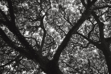 Wall Mural - A tree with a lot of branches and leaves