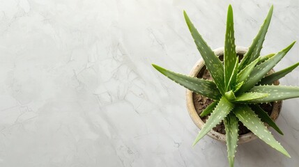 Sticker - Aloe Vera placed on white table