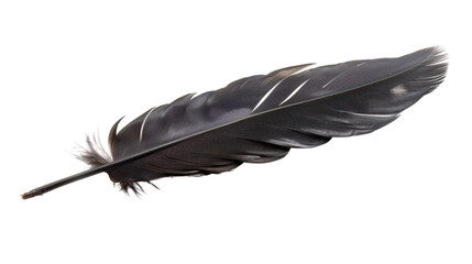 Wall Mural - Black bird feather isolated on transparent background