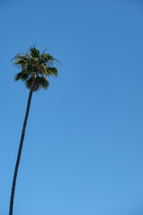 Wall Mural - palm tree against blue sky