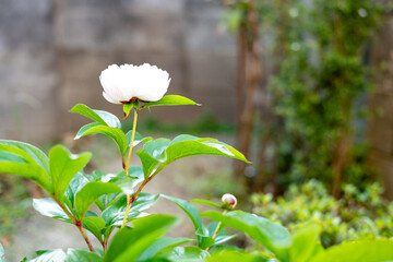 細い茎を伸ばして立ち上がって咲いている芍薬の花