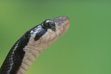 Wall Mural - 
The head of a yellow striped racer snake with sharp eyes. This non-venomous reptile has the scientific name Coelognathus flavolineatus.