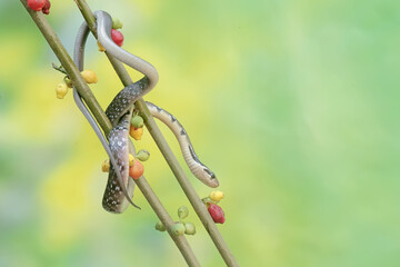 Wall Mural - 
A yellow striped racer snake is hunting for prey in the bushes. This non-venomous reptile has the scientific name Coelognathus flavolineatus.