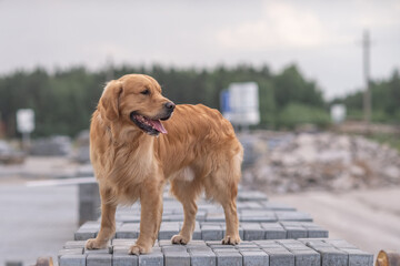 Wall Mural - Portrait of a beautiful purebred golden retriever on a walk.