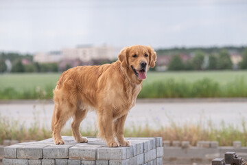 Wall Mural - Portrait of a beautiful purebred golden retriever on a walk.