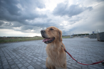 Wall Mural - Portrait of a beautiful purebred golden retriever on a walk.