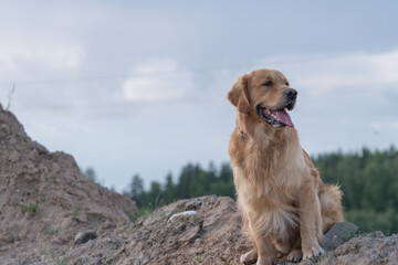 Wall Mural - Portrait of a beautiful purebred golden retriever on a walk.