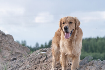 Wall Mural - Portrait of a beautiful purebred golden retriever on a walk.