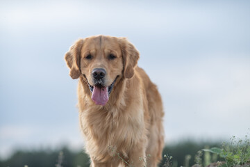 Wall Mural - Portrait of a beautiful purebred golden retriever on a walk.