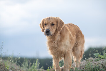 Wall Mural - Portrait of a beautiful purebred golden retriever on a walk.