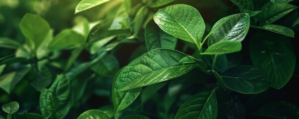 Close-up of vibrant green leaves with sunlight, natural scene. Nature and tranquility concept