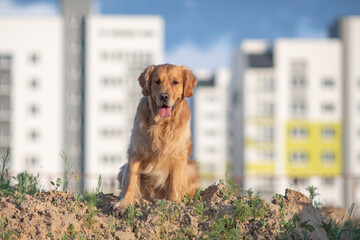 Wall Mural - Portrait of a beautiful purebred golden retriever on a walk.