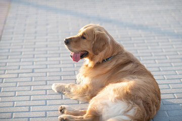 Wall Mural - Portrait of a beautiful purebred golden retriever on a walk.