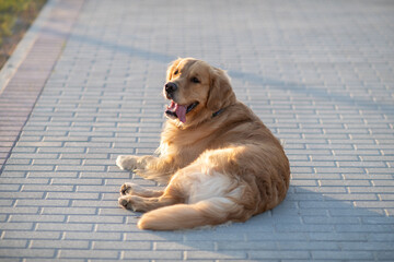 Wall Mural - Portrait of a beautiful purebred golden retriever on a walk.