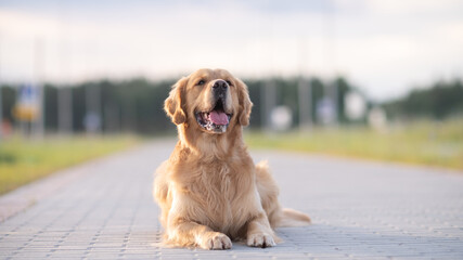 Wall Mural - Portrait of a beautiful purebred golden retriever on a walk.