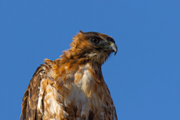 Poster - Extremely close view of a red-tailed hawk landing, seen in the wild in  North California