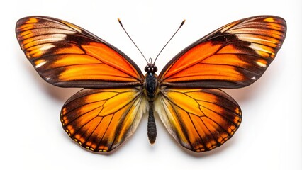 Delicate Belenois calypso butterfly with striking orange and black wings spread wide, perched on a clean white background, solo and serene.