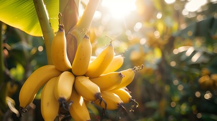 Wall Mural - A yellow bananas hanging on the tree in a sunny banana farm background. A bunch of bananas is hanging from trees, surrounded by green leaves and sunlight.