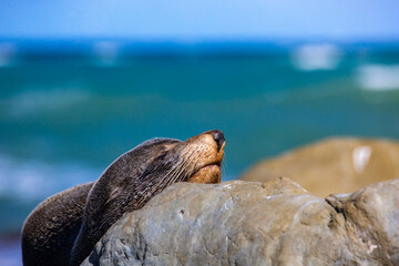 Wall Mural - cute new zealand fur seal resting on the rocks on the shore of marine reserve near goose bay and kaikoura, canterbury, new zealand south island