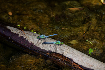 Sticker - Eastern Pondhawk
(Erythemis simplicicollis) often preying on other dragonflies their size. They are the only skimmer species with a green face