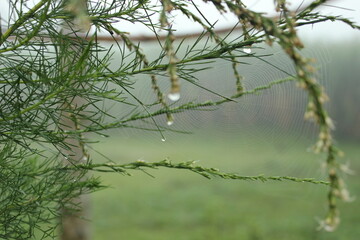 footage rain drops on a branch tree in the morning for background