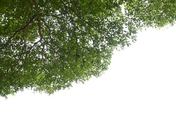 Wall Mural - big tree with green leaf on white sky in springtime