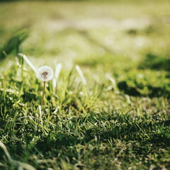 White dandelion fluff in grass field