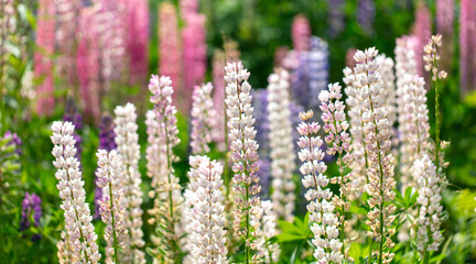 Poster - Lupine flowers in nature. Close-up