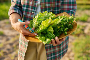 Wall Mural - Close-up of green herbs harvest on tray in woman hands, outdoor