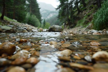 Wall Mural - A clear mountain stream with pebbles, with a soft background of tall pines and rugged terrain.