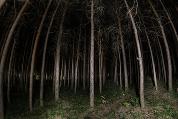 Wall Mural - magical lights sparkling in mysterious forest at night. Nightmare pine forest.