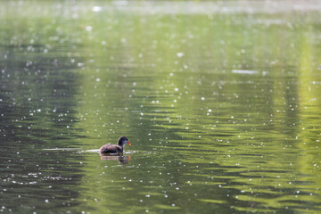 Wall Mural - Black coot - Fulica atra a small cub swims on the surface of the pond