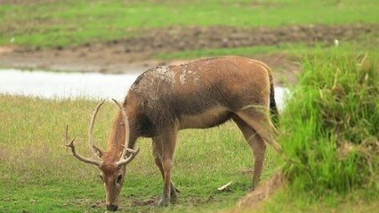 Wall Mural - A male elk is on guard.