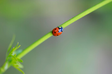 Poster - Colorful bugs in summer garden