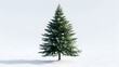 © วรวิทย์ ทรงพลยศ - Solitary Spruce Tree Isolated on Plain White Background
