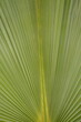 © Olena - Green palm leaf close-up. Background