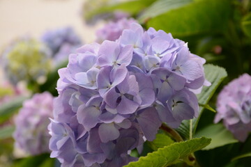 Wall Mural - Purple hydrangea flowers close up in the garden