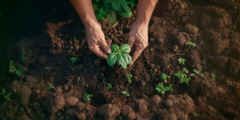 Hands planting a seedling into the fertile soil. Concept of gardening, agriculture, growth, and sustainability.