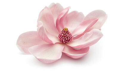 Wall Mural - Pink magnolia flower isolated on white background with full depth of field