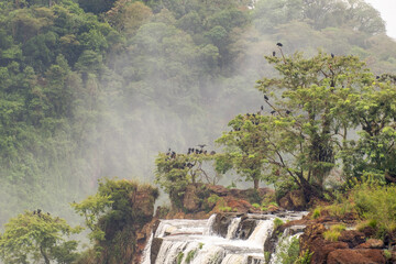 Iguazú Falls scenery with brown rocks and a tree with black vultures, Misiones, Argentina