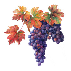 Elegant autumn grapevine with rich purple and orange hues symbolizing seasonal harvest watercolor illustration isolated on a transparent background 