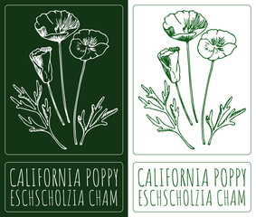 Wall Mural - Drawing CALIFORNIA POPPY. Hand drawn illustration. The Latin name is ESCHSCHOLZIA CHAM.