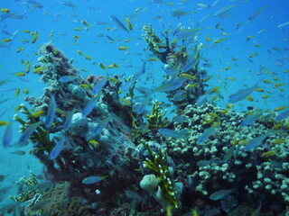 Scuba Diving in Redsea Egypt - Marine life