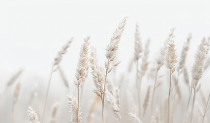 Soft Focus Blurred Wheat Field