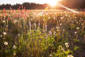 Canvas Print - Mountains meadow