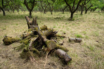 Mossy dead wood on a meadow with fruit trees scenery