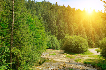 Sticker - Mountain river, pine forest - beautiful summer landscape.